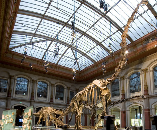 Muséum d'histoire naturelle, Berlin (Allemagne)